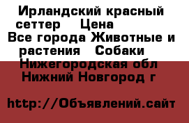 Ирландский красный сеттер. › Цена ­ 30 000 - Все города Животные и растения » Собаки   . Нижегородская обл.,Нижний Новгород г.